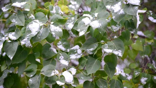 Green  Leaves Covered with Snow 