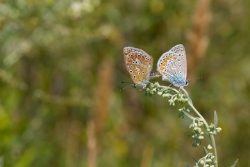Coupling act in family of Common Blue (Polyommatus icarus) butterfly