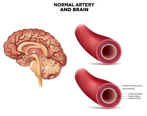 Normal artery structure and brain - obrazy, fototapety, plakaty