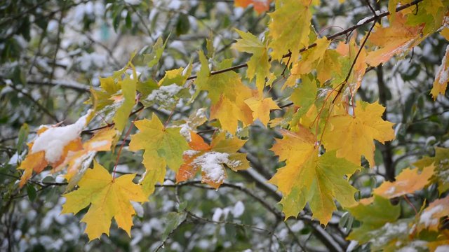 Yellow maple leaves in  snow