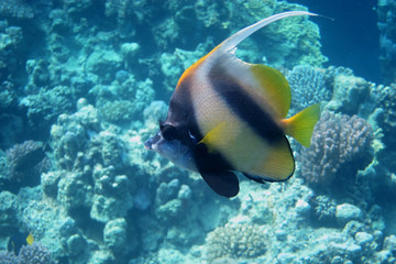 Fototapeta na wymiar einzelner rotmeerwimpelfisch