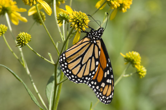 Monarch Butterfly Feeding on Yellow Wildflowers