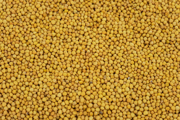 Senfkörner gelb