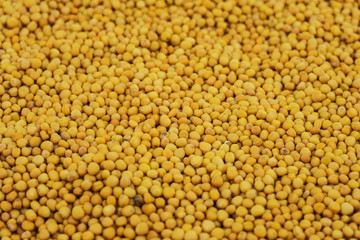 Senfkörner gelb