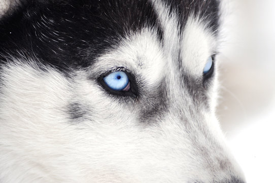 Closeup portrait of a husky dog