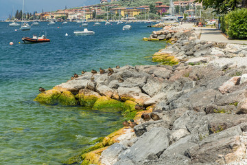 Fototapeta premium The shores of Lake Garda
