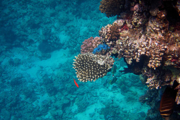 koralle haengt ueber © thomaseder