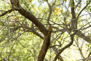 tree trunk in the forest