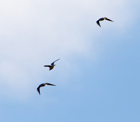 a flock of birds in the sky