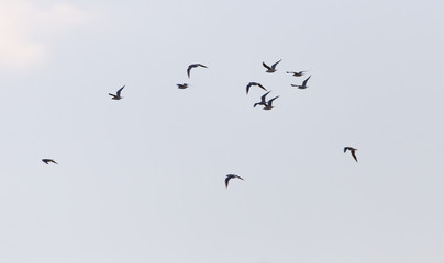 a flock of birds in the sky
