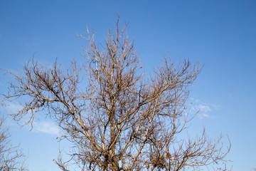 bare tree branches against the sky