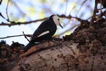 Acorn Woodpecker in Yosemite National Park, California USA  