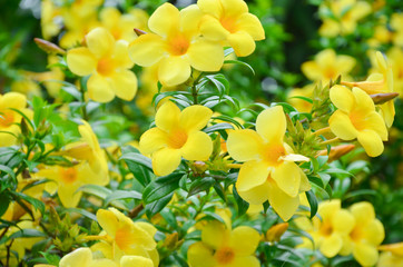 Close up of Golden Trumpet, flower