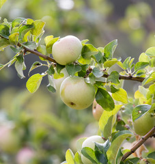 Fresh ripe green apples on tree in summer garden