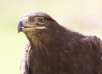 eagle portrait on nature