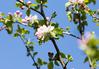 flowers on apple trees against the blue sky outdoors