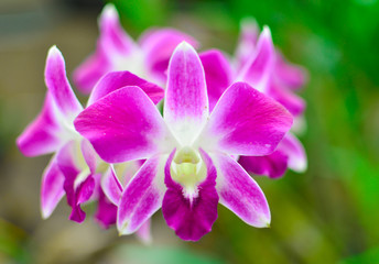 Fototapeta na wymiar orchid flower on green background
