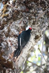 Acorn Woodpecker in Yosemite National Park, California USA  