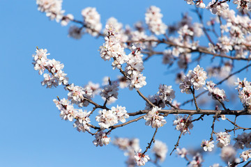 apricot flowers on the tree