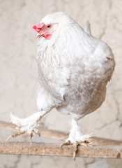 portrait of white chicken farm
