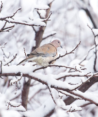 dove on the tree in winter