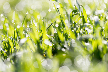 dew drops on green grass in nature