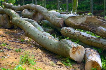 Firewood