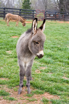 Cute Baby Mini Donkey