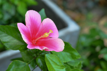 Pink Hibiscus