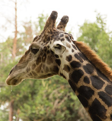 Giraffe at the zoo