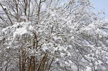 Trees in the Snow