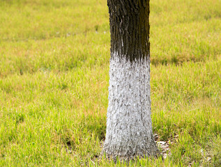 trunk of a tree in a park on the nature