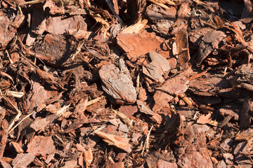 Pine Bark