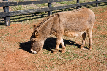 Fototapeta premium Pregnant Mini Donkey