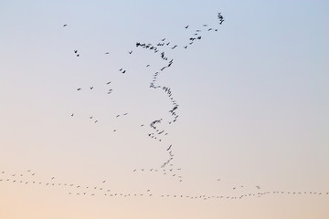 a flock of birds at sunset