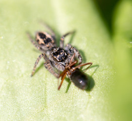 spider eating an ant. macro