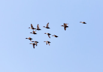 flock of birds in the sky