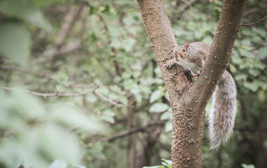 Eichhörnchen 