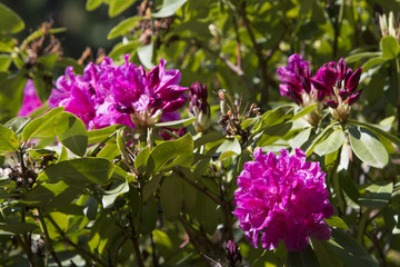 rhododendron flower