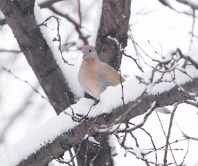bird dove winter nature