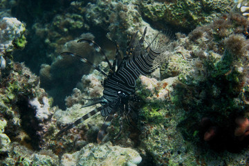 feuerfisch bei korallen