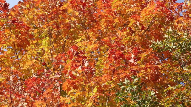 wind stirs vivid maple leaves