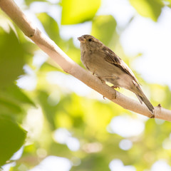 Sparrow on a tree