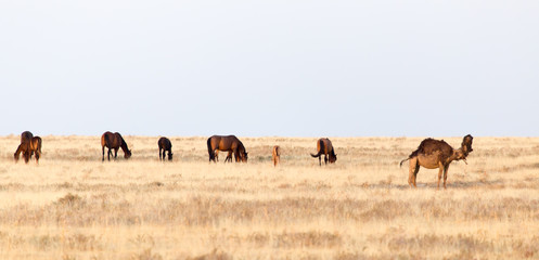 horses in the pasture on the nature