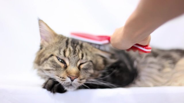 Woman combing fur of a Maine Coon cat