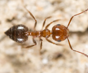 ant on the ground. Super Macro