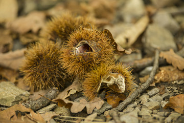 chestnuts autumn on leaf on forest background,