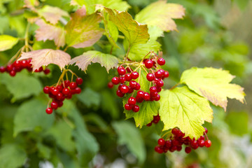 bush viburnum