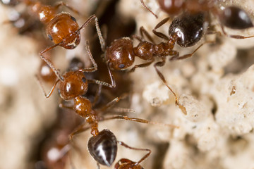 ant on the ground. Super Macro