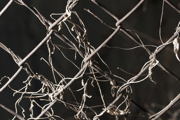 overgrown with metal mesh